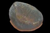Fossil Shrimp (Kallidecthes) Nodule (Pos/Neg) - Illinois #120894-1